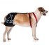 Dog Hip Dysplasia Brace