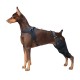 Doberman Pinscher Patella Luxation Knee Brace