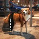 Dog Knee Brace