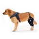 Golden Retriever Double Hind Leg Hinged Knee Brace