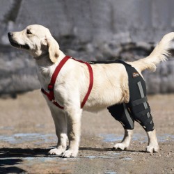 Luxating Patella Dog Knee Brace