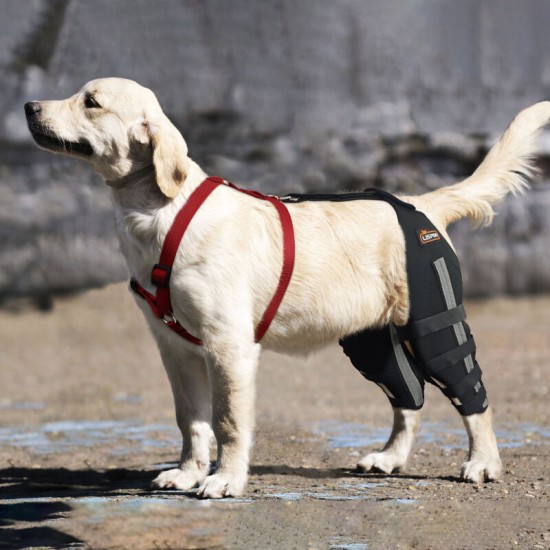 Luxating Patella Dog Knee Brace