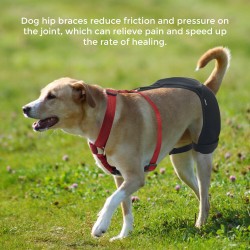 Dog Hip Dysplasia Brace