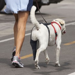 Dog Knee Brace